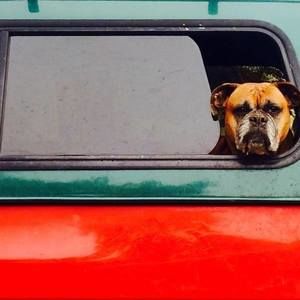 Meet your Posher, He